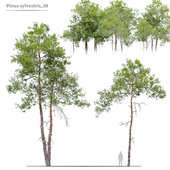 Pinus sylvestris_08