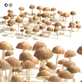 Mushroom Cluster