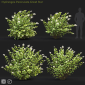 Hydrangea Great Star