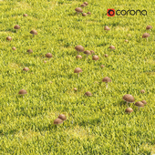 Grass and Mushroom lawn - Corona