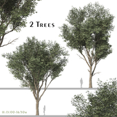 Set of Fraxinus Rhynchophylla Tree (Manna Ash) (2 Trees)