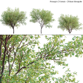 Prosopis Chilensis - Chilean Mesquite - Group 02