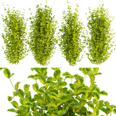 Collection plant vol 369 - EVERGREEN - SPINDLE - bush - outdoor