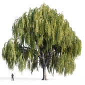 Willow (Salix, Willow)