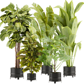 Collection plant vol 373 - indoor - fiddle - banana - Croton - peace - lily