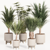 palm plant set