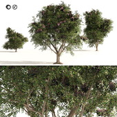 3 Elder Berry Fruit Trees