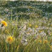Весенне-летняя полевая трава белыми и желтыми одуванчиками