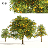 Orange fruit tree