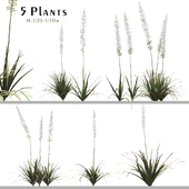 Set of Eremurus Himalaicus Plant (Foxtail Lily) (5 Plants)