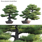 Pinus sylvestris - Scotch Pine - 03
