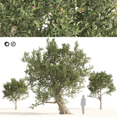 Mediterranean Olive Trees