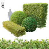 Topiary hedge bushes