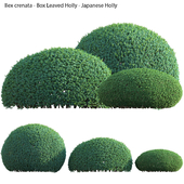 Ilex crenata - Box Leaved Holly - Japanese Holly - 01
