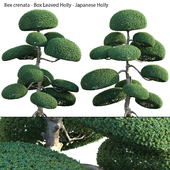 Ilex crenata - Box Leaved Holly - Japanese Holly - 03