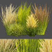 Collection plant vol 383 - grass - outdoor Switchgrass - Northwind