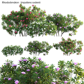 Rhododendron - Impatiens sodenii 02