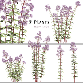 Set of Eupatorium Purpureum Plant (Joe Pye weed) (5 Plants)
