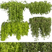 Collection plant vol 387 - bush - ivy - outdoor - fitowall