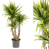 Collection plant vol 388 - indoor - leaf - Dracaena - luxe