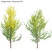 Ginkgo Biloba - Maidenhair Tree 01