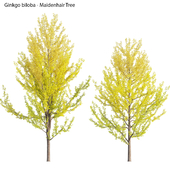 Ginkgo Biloba - Maidenhair Tree 03