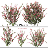 Set of Lavatera Cachemiriana Plant (Lavatera) (5 Plants)