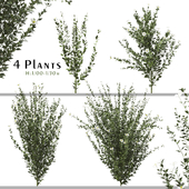Set of Romneya Coulter Plant (Californian Tree Poppy) (4 Plants)