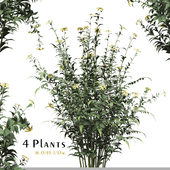 Set of Rudbeckia laciniata Plant (cutleaf coneflower)