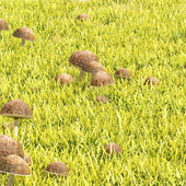 Grass and Mushroom lawn