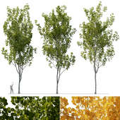 Aspen Trees (3 Models and 2 Materials)