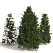 3 summer and winter Fraser Fir pine Trees