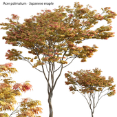 Acer palmatum - Japanese maple 01