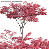 Acer palmatum - Japanese maple 03
