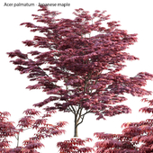 Acer palmatum - Japanese maple 04