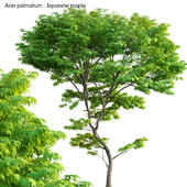 Acer palmatum - Japanese maple 05