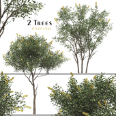 Set of Argyrocytisus Battandieri Tree (Moroccan broom) (2 Plants)