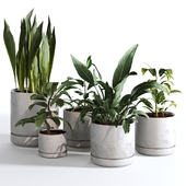Indoor Plants Collection - Set 03