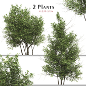 Set of Ilex Mucronata Plant (Mountain holly) (2 Plants)