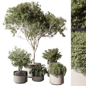 indoor Plant Set 429 (Vray)