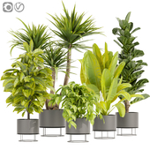 Collection plant vol 389 - indoor - fiddle - banana - Croton - pothos