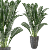 Indoor Plants Collection - Set 522