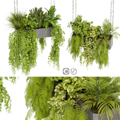 Collection plant vol 391 - pothos - hanging - ampelous - fern