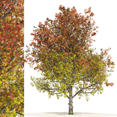 Autumn mountain maple tree