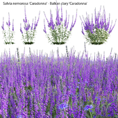 Salvia nemorosa Caradonna - Balkan clary Caradonna