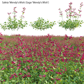 Salvia Wendy Wish - Sage Wendy Wish