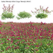 Salvia Wendy Wish - Sage Wendy Wish 02