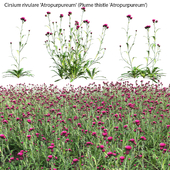 Cirsium rivulare Atropurpureum - Plume thistle Atropurpureum