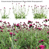 Cirsium rivulare Atropurpureum - Plume thistle Atropurpureum 02