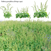 Tellima grandiflora - Fringe cups 02